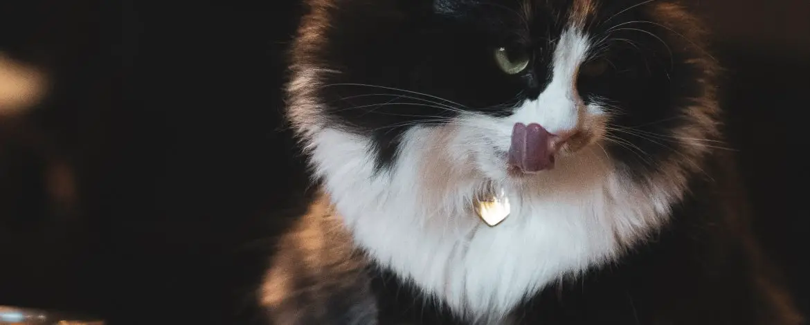 Miska dla kota – jaka jest najlepsza?
