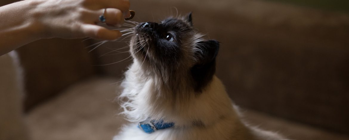 Dropsy dla kota – jakie smakołyki dla kota wybrać?