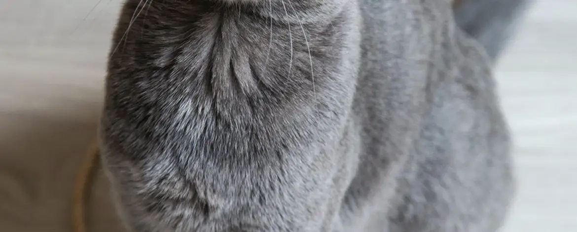 Jak usunąć zapach moczu kota?