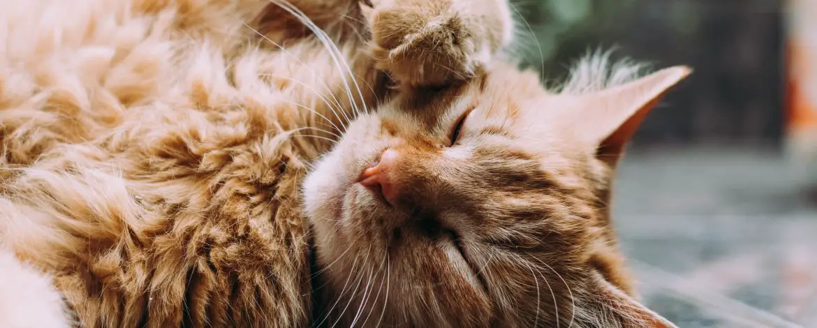 Nosówka u kota – objawy
