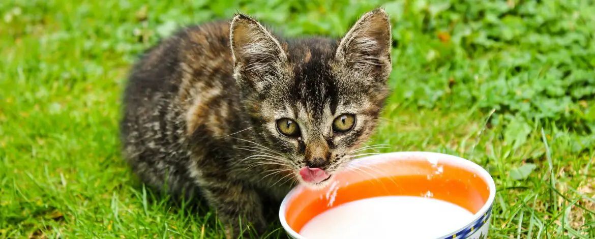 Automat na karmę dla kotów – jaki wybrać?