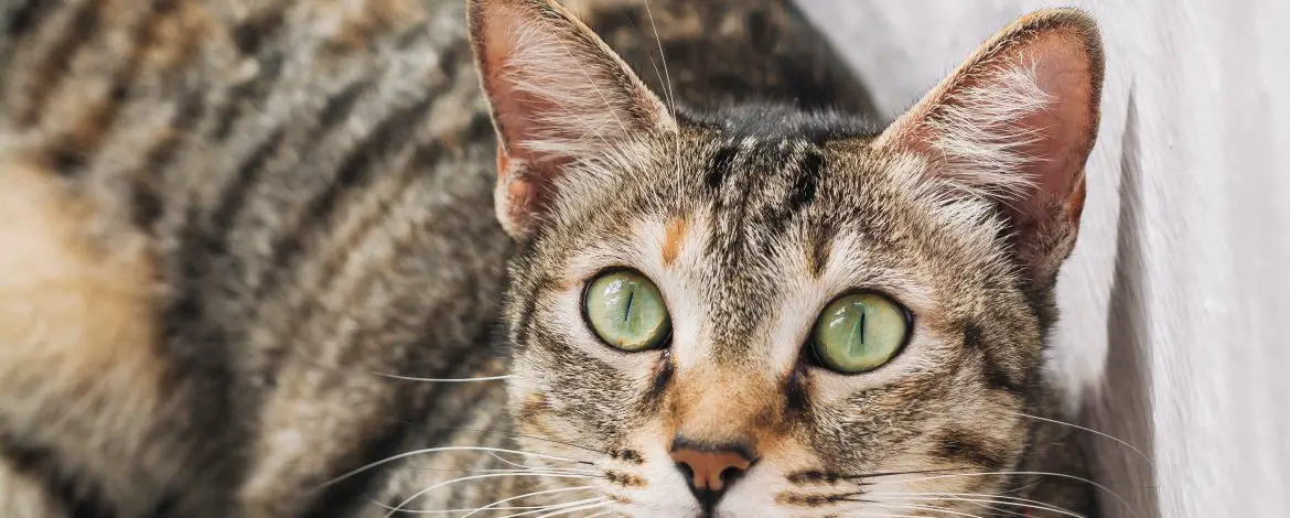 Obroża dla kota – czy kot powinien ją nosić?