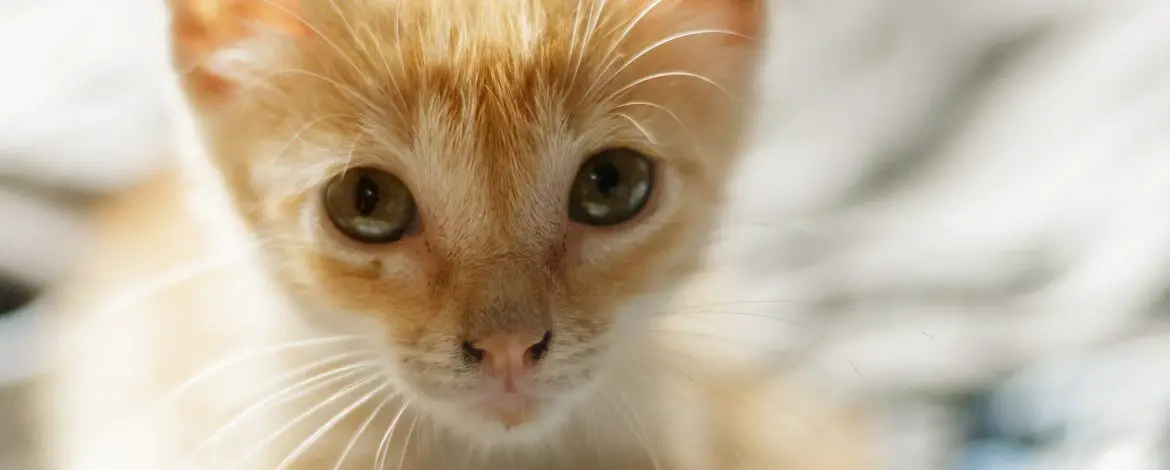 Naturalne przysmaki dla kotów- wybierz dla swojego pupila to co najzdrowsze