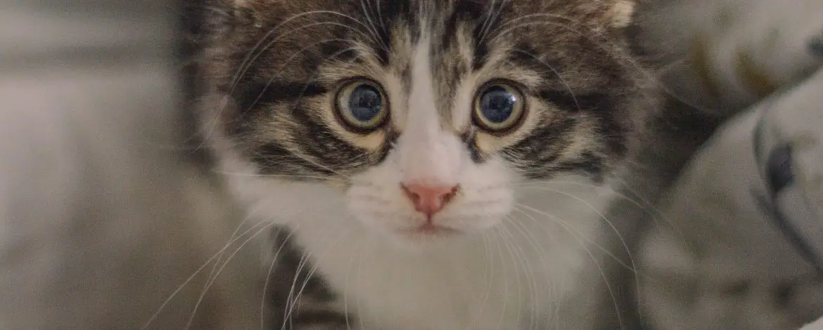 Jak nauczyć kota korzystania z kuwety?