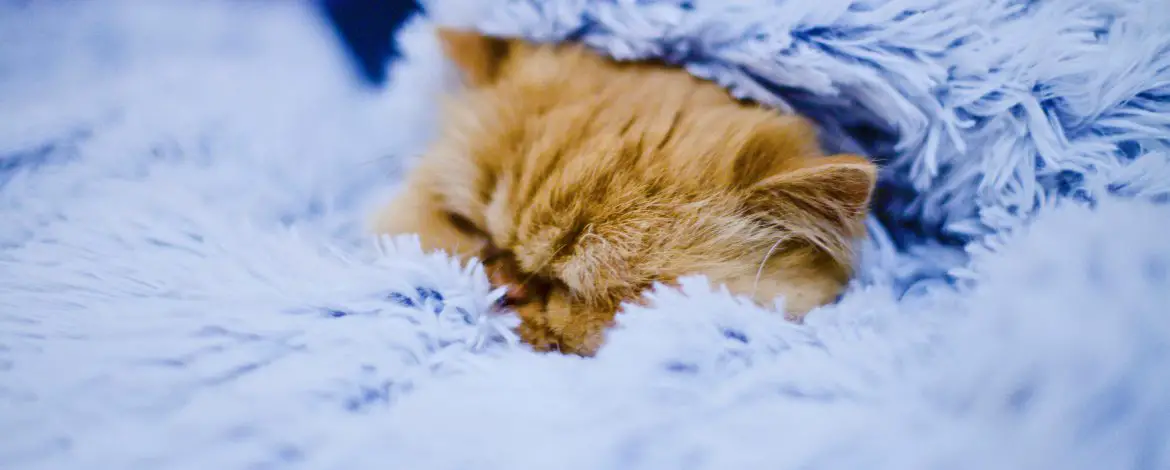 Śpiwór dla kota – idealne legowisko?