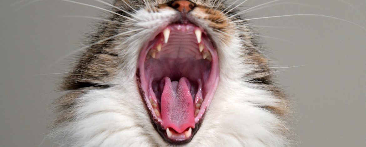 Jaki skład powinny mieć karmy mokre dla kotów?