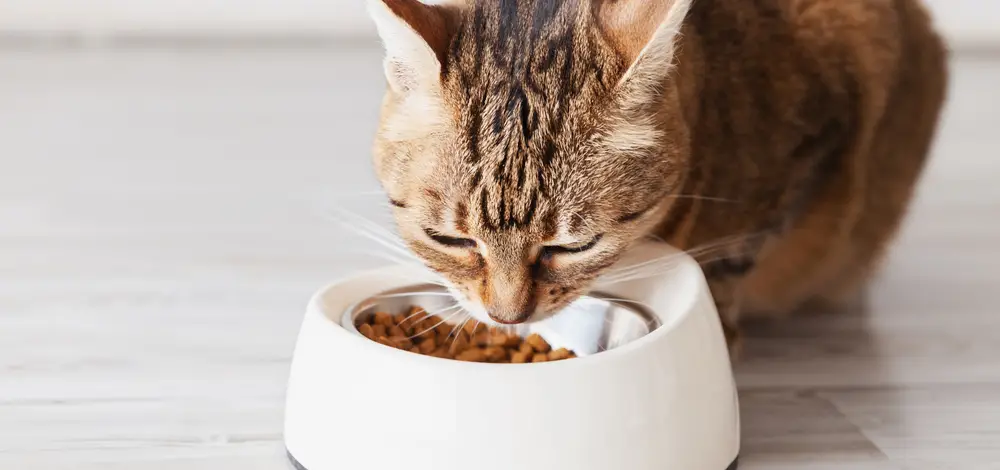 Czy sucha karma dla kota jest szkodliwa?