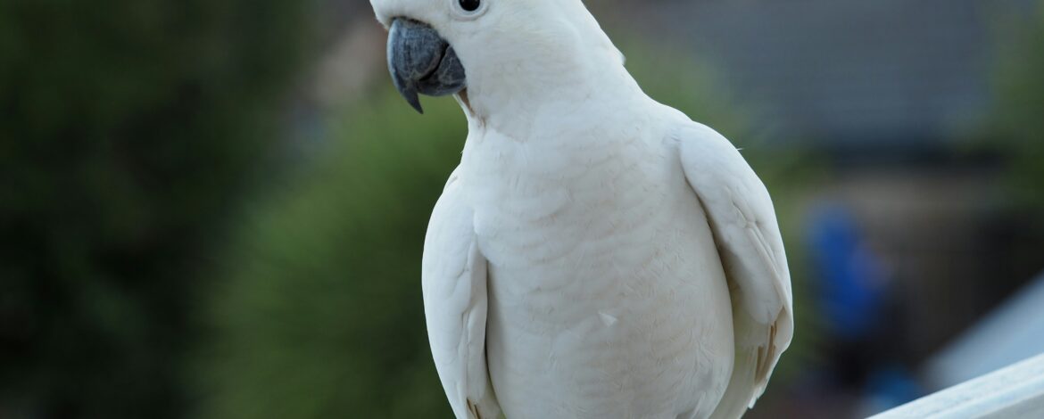 Papuga kakadu na sprzedaż – co musisz wiedzieć przed zakupem tego gatunku?