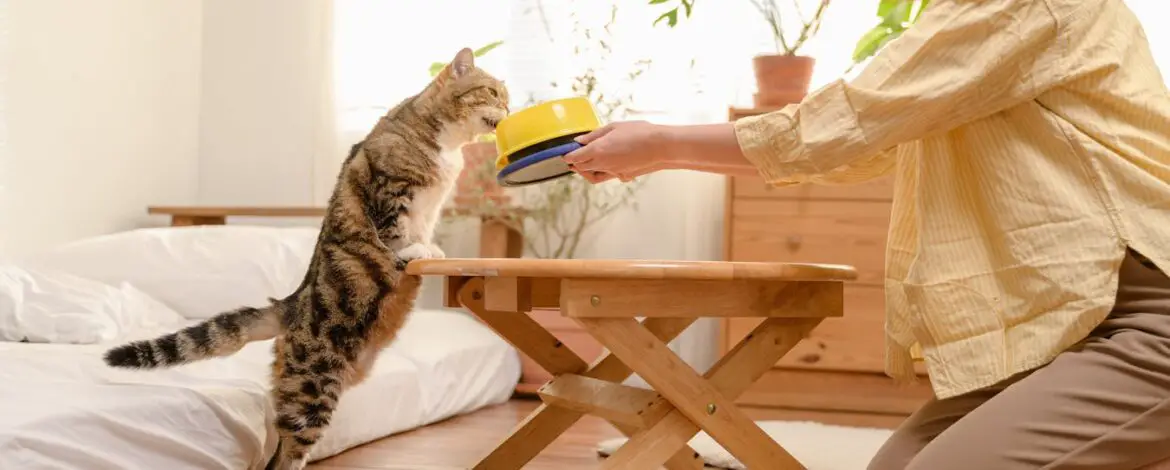 Karma mokra czy sucha – co lepiej wybrać i kiedy?