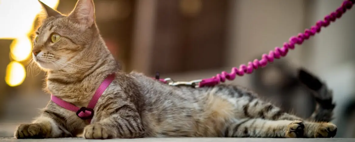 Jakie szelki dla kota wybrać, na co zwrócić uwagę przed zakupem?