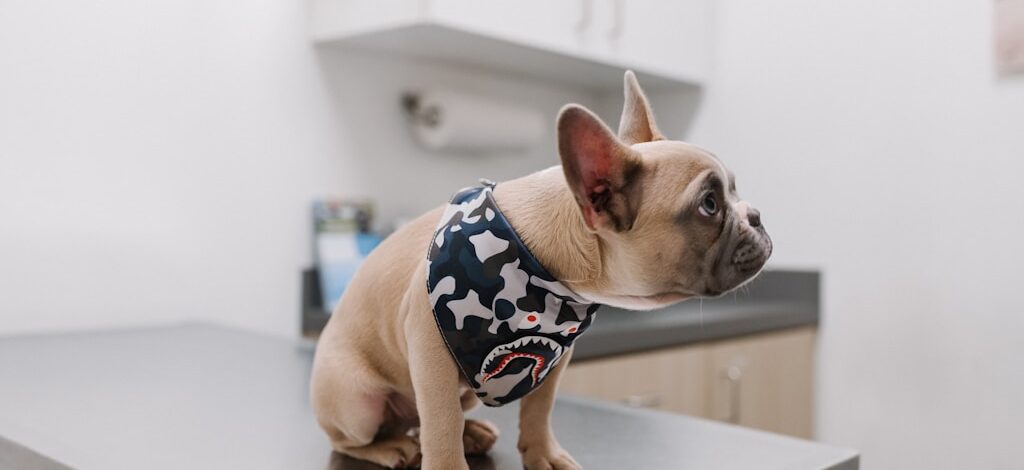 Najczęstsze choroby skóry u zwierząt: kiedy potrzebna jest specjalistyczna dermatologia weterynaryjna w Warszawie?